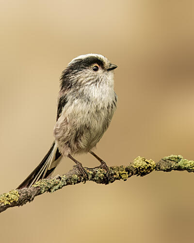 Serene Long-tailed Tit Art Print by Jurgen van der Smissen