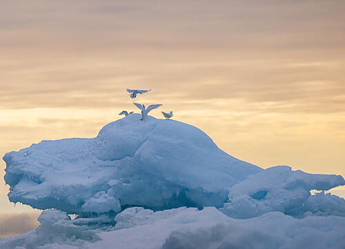 Arctic Birds Dawn Art Print by SiyuWei Apa