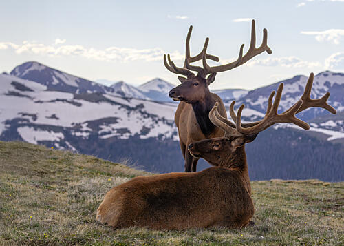Elk in Snowy Mountains Art Print