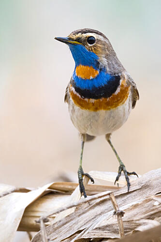 Vibrant Bluethroat Bird Art Print