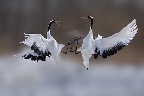 Dancing Winter Cranes Art Print