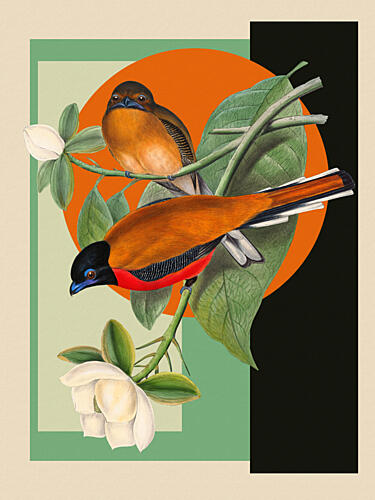Vibrant Birds and Magnolia Art Print