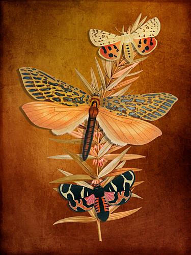 Vintage Botanical Moths Art Print