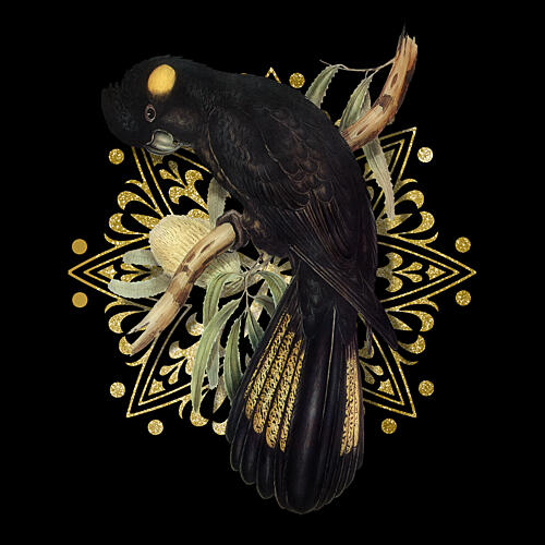Golden Black Cockatoo Gold Print