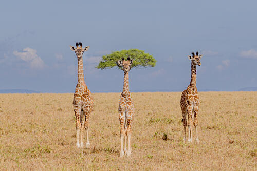 Three Giraffes Tree Hat Art Print by Dirk Koster