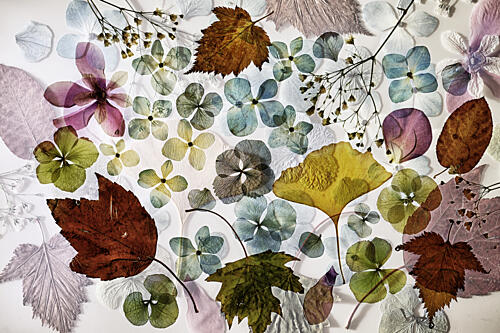Pressed Botanical Collection Art Print