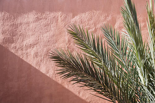 Palm Shadow on Pink Wall Art Print