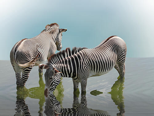 Grevy Zebras Drinking Art Print