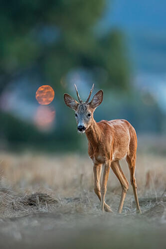 Golden Hour Roe Deer Art Print by Barbora Gabrisova