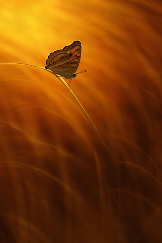 Butterfly in Warm Glow Art Print by Edy Pamungkas