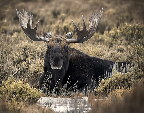 Majestic Bull Moose Art Print by Peter Rompf