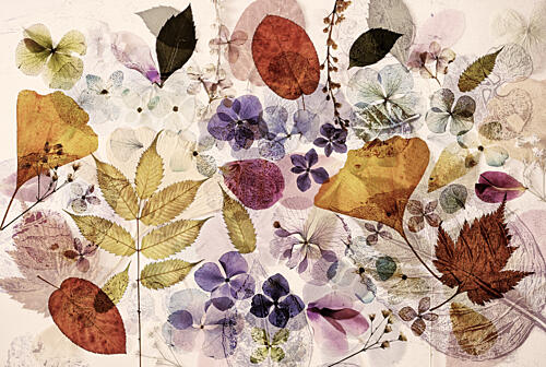 Pressed Autumn Flora Art Print