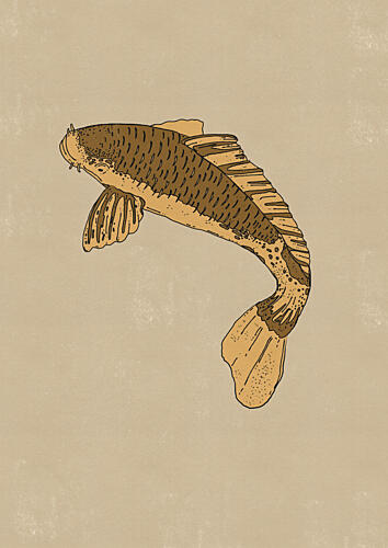 Traditional Brown Carp Art Print