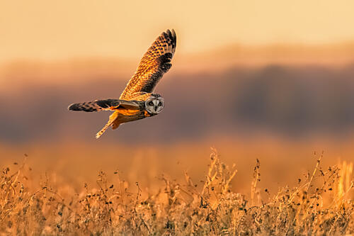 Golden Hour Owl Flight Gold Print