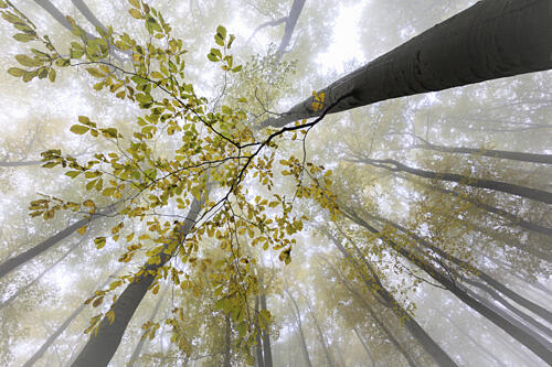 Misty Autumn Forest Art Print