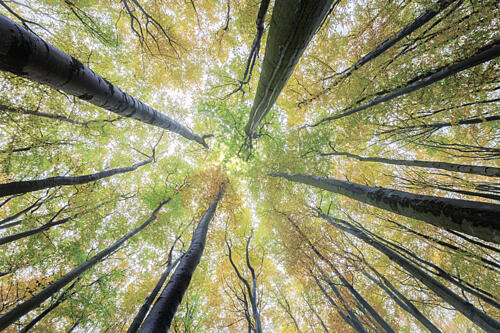 Autumn Forest Canopy View Art Print by Tom Pavlasek