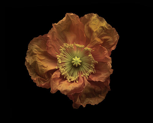 Dramatic Orange Poppy Pop art reproduction