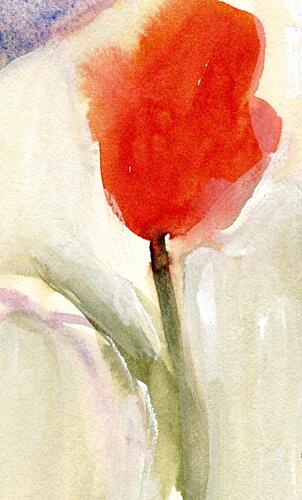 Vibrant Red Tulip Bloom Art Print