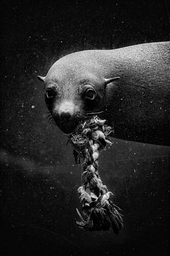 Entangled Ocean Pup Art Print