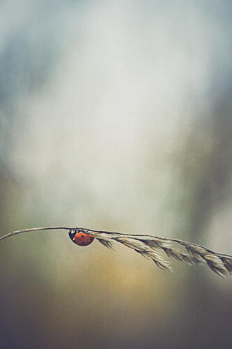 Delicate Ladybug on Grass Art Print by Laura Cornea