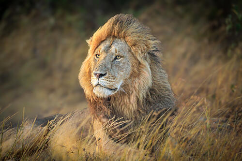 Golden Savannah Lion Gold Print