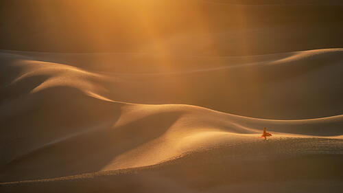 Golden Desert Solitude Gold Print