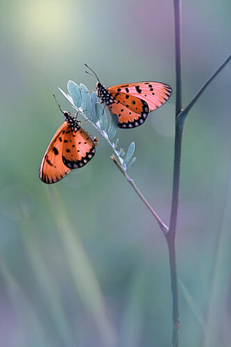Two Orange Butterflies Art Print