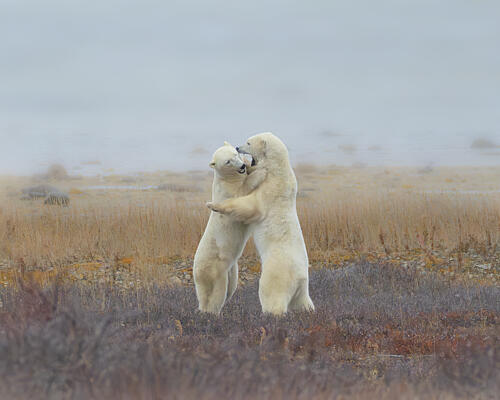 Playful Polar Bears Art Print