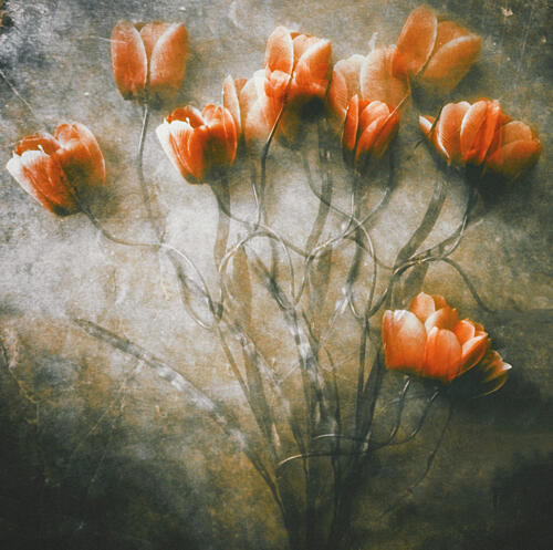 Vintage Orange Tulips Art Print