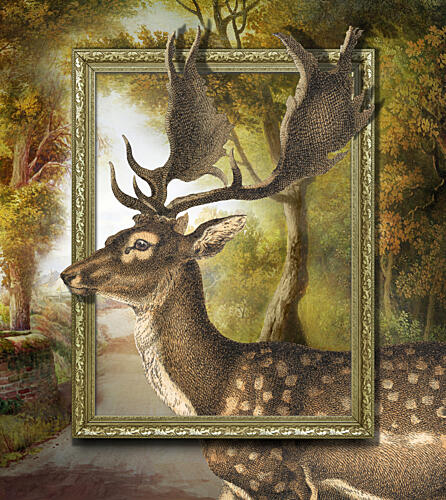 Deer Emerging from Frame Art Print