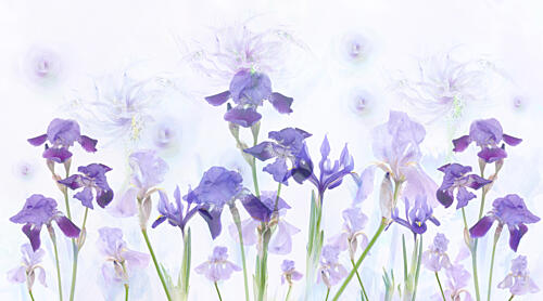 Dreamy Lavender Irises Art Print by Denis O Reilly