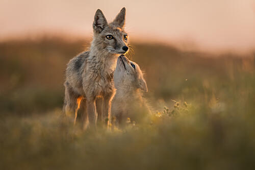 Golden Jackal Cub Affection Gold Print