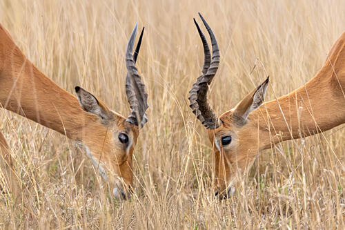 African Impalas Grazing Gold Print