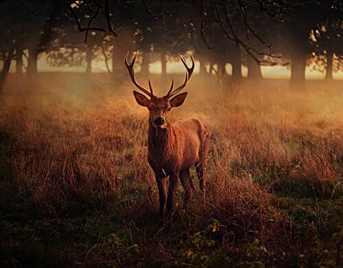 Golden Hour Stag Gold Print