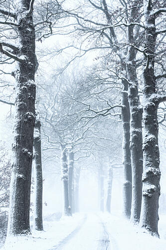 Silent Snowy Road Art Print by Hilda van der Lee