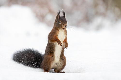 Alert Red Squirrel Art Print by Ronald Bergkamp