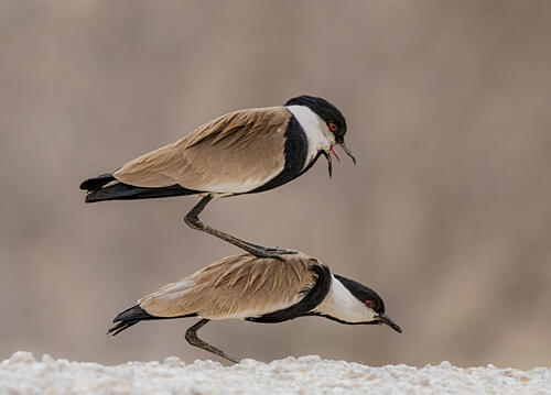 Playful Bird Pair Art Print