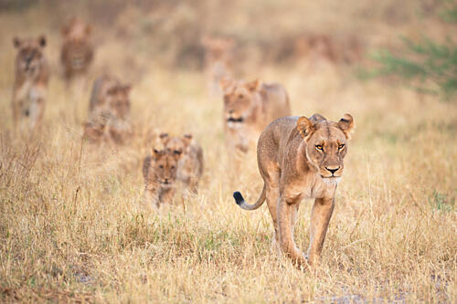African Lion Pride Gold Print
