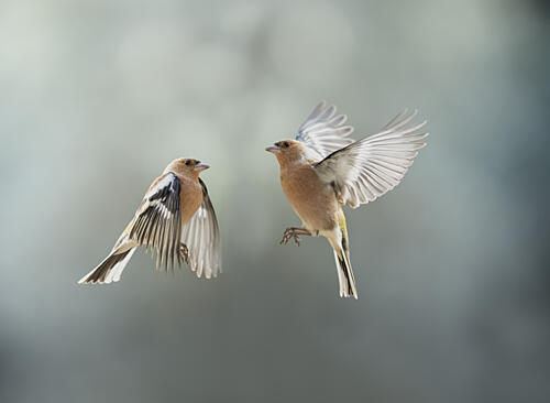 Finches in Flight Art Print
