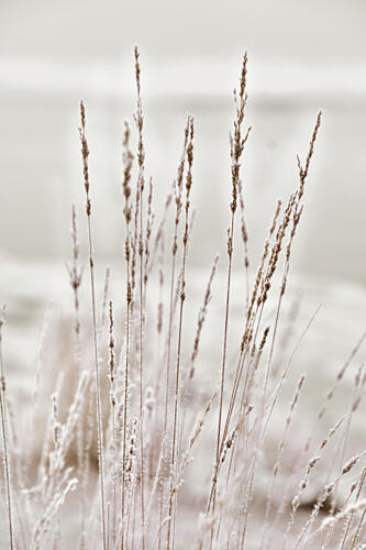 Frosted Winter Grass Art Print