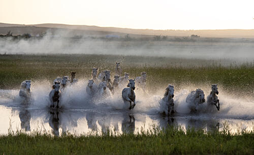 Wild Horses Splashing Water Art Print by Csaba Balasi