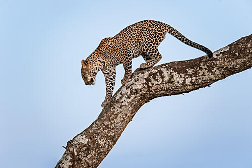Spotted Leopard on Branch Art Print