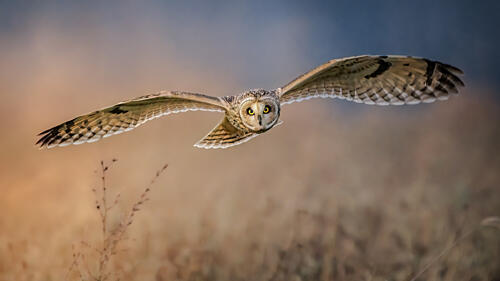 Short-Eared Owl in Flight Art Print by Jacob Jian Xu