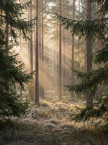 Misty Forest Sunbeams Gold Print