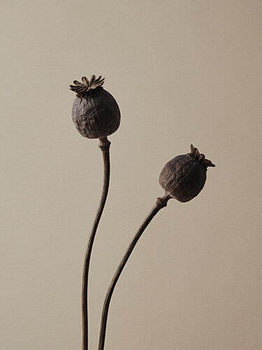 Elegant Poppy Pods Art Print