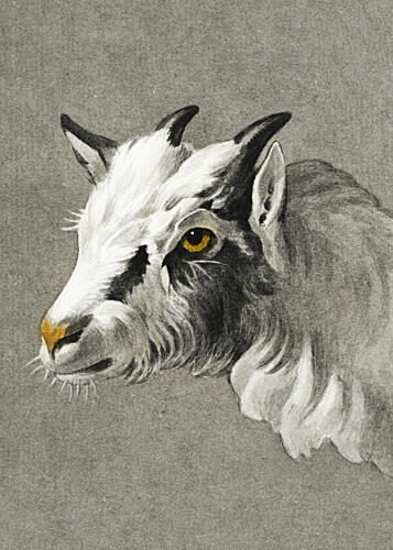 Head of a Goat Portrait Mode Art Print