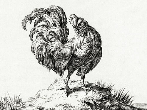 Chicken, Standing on a Hill Art Print
