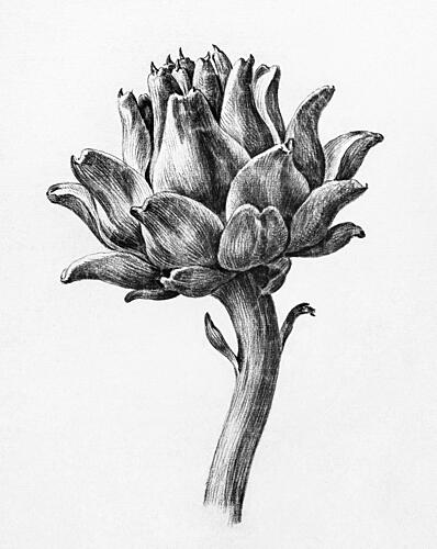 Artichoke by Jean Bernard Art Print