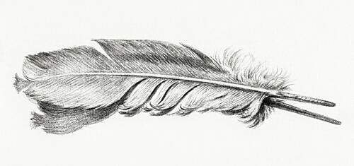 Feather Art Print