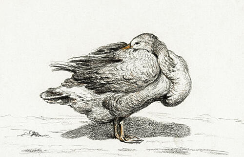 Goose 1816 Art Print